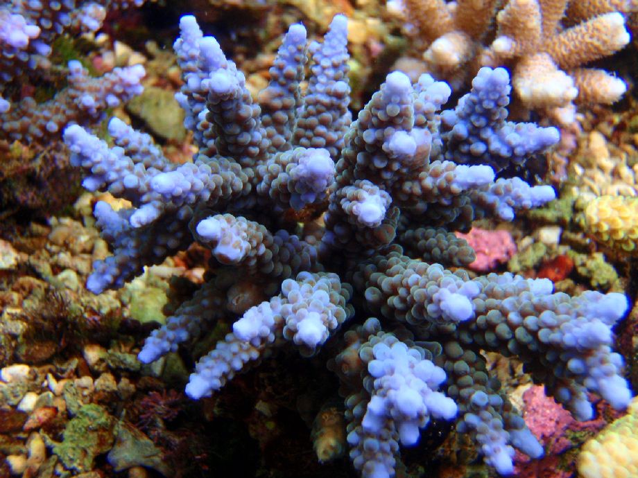 Acropora